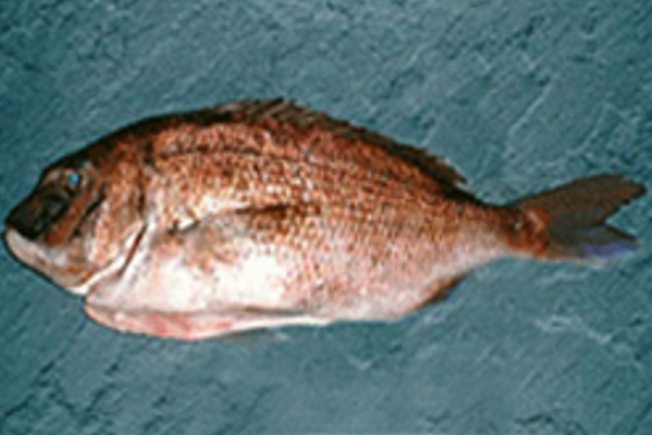 Fresh Madai se-dressed